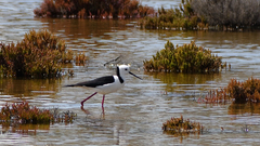 Himantopus leucocephalus