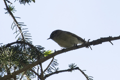 Phylloscopus humei