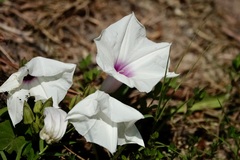 Ipomoea pandurata