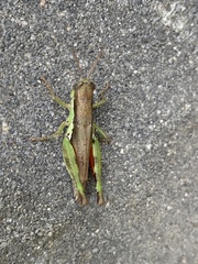 Pseudoxya diminuta