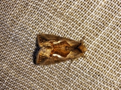 Macdunnoughia confusa