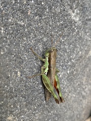 Pseudoxya diminuta