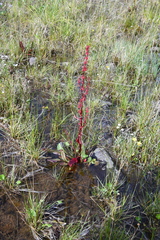 Rumex arcticus