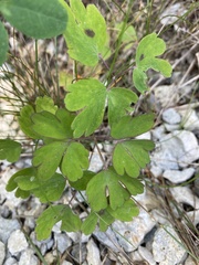 Aquilegia canadensis