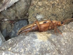 Ortholeptura valida