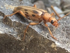 Ortholeptura valida