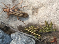 Ortholeptura valida