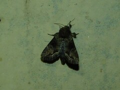 Manga melanodonta