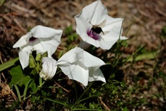 Ipomoea pandurata