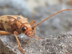 Ortholeptura valida