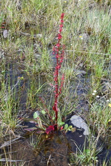 Rumex arcticus