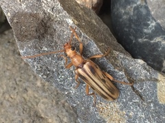 Ortholeptura valida