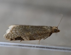 Clepsis virescana
