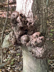 Agrobacterium radiobacter