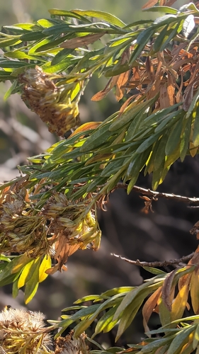 Image of Ericameria parishii by (c) velodrome, some rights reserved (CC BY)