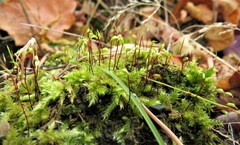 Amblystegium serpens