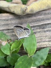Pseudozizeeria maha okinawana