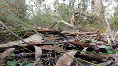 Corybas unguiculatus