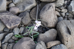Erysimum pallasii