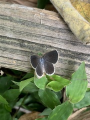 Pseudozizeeria maha okinawana