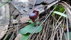 Corybas unguiculatus