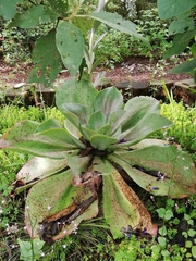 Echeveria gibbiflora