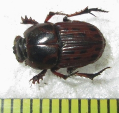 Oniticellus formosus