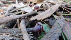 Corybas unguiculatus
