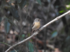 Ficedula mugimaki