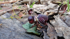 Corybas unguiculatus