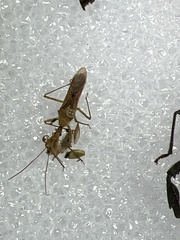 Zelus cervicalis
