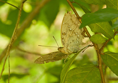 Bassarona dunya
