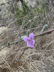 Stephanomeria virgata