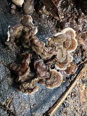 Auricularia mesenterica