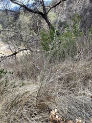 Stephanomeria virgata