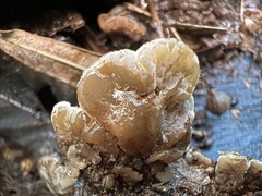 Auricularia mesenterica