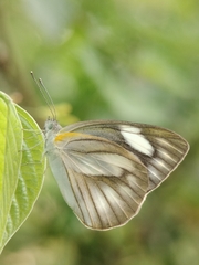Appias libythea olferna