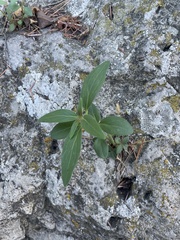 Antirrhinum majus