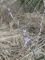Stephanomeria virgata