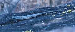 Matobosaurus validus