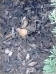 Agrocybe putaminum