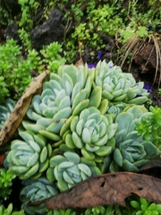 Echeveria elegans