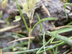 Polypogon monspeliensis