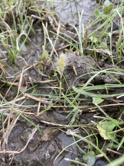 Polypogon monspeliensis