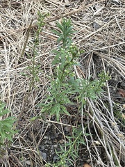 Erigeron bonariensis