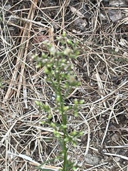 Erigeron bonariensis