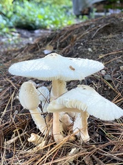 Leucocoprinus cepistipes