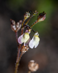 Nemesia pinnata