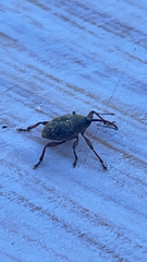 Curculio glandium