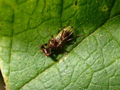 Sphyracephala brevicornis